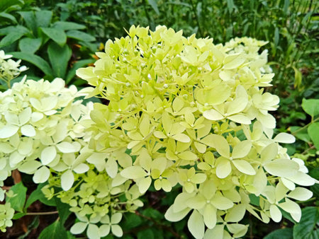 close up of beautiful white hydrangea flowers in summer garden