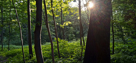 beautiful summer morning in the forest.