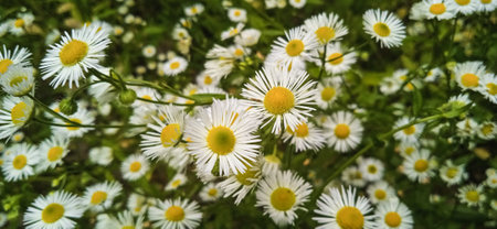 white delicate beautiful flowers (Erigeron) in the forest on a summer day