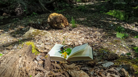 old book with stump and tree in forestの写真素材