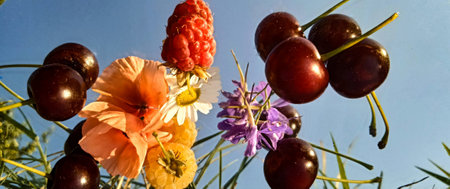 cherries and raspberries on a mirror with wildflowersの写真素材
