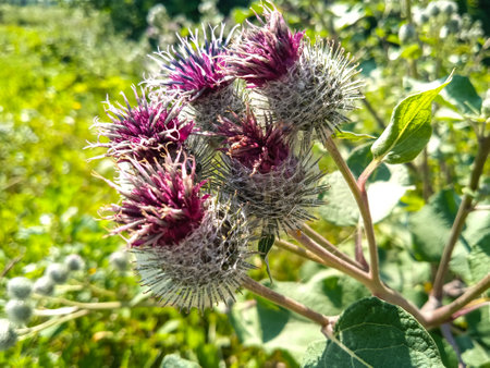 blooming burdock on the field