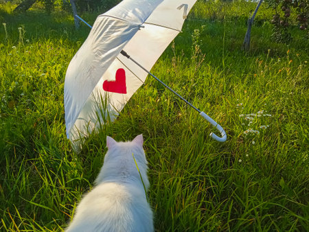 white cat and white umbrella on green grass in the gardenの写真素材