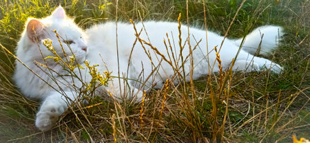 white cat resting in tall grass