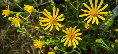 Yellow daisies in the forest. Selective focus. Nature.