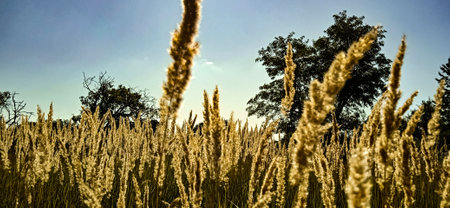 tall meadow grasses against the backdrop of green trees and blue summer sky