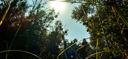 summer sun over a forest clearing