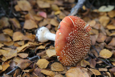mushroom amanitaの写真素材
