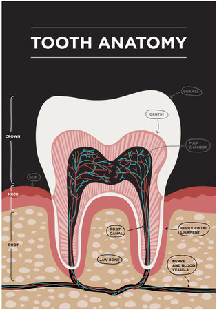 Tooth anatomy vector dental infographics. Medical banner or poster illustration with tooth structure