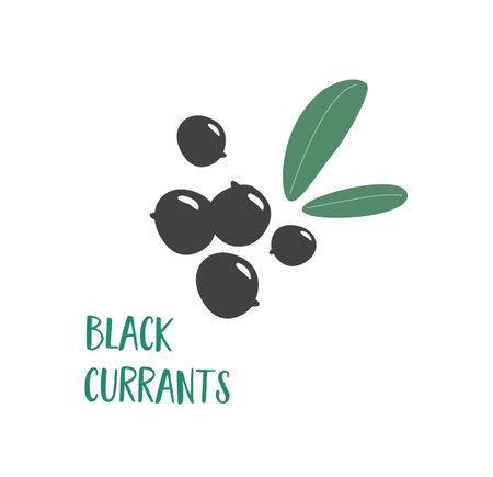 A hand drawn black currants on a white background. Berries with vitamins for healthy vegan diet. Go vegetarian. fruit for every day. antioxidants.のイラスト素材