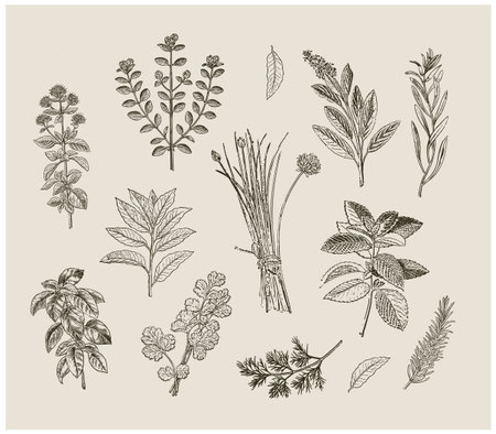A vintage botanical illustration set of hand-drawn herbs such as basil, thyme, and mint. Elegant black-and-white engraving style perfect for packaging, kitchen decor, menus, posters, and organic branding. Ideal for designers seeking authentic botanical artwork with a natural, timeless aesthetic. Editable vector for print and digital use.のイラスト素材