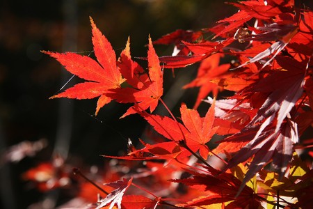 Red leaf