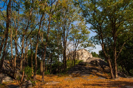 wild environmentの写真素材