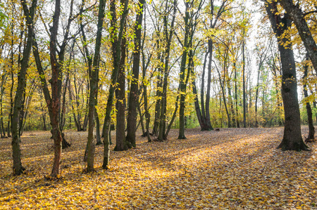 Bright sunshine in the west way through autumn woodsの写真素材