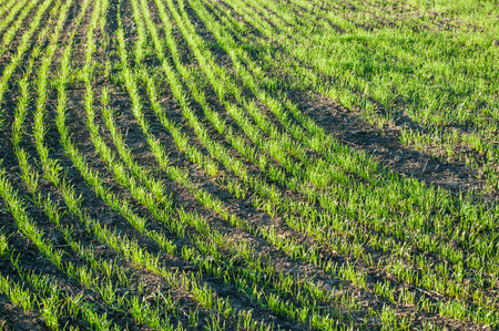A young green wheat in the fieldの写真素材
