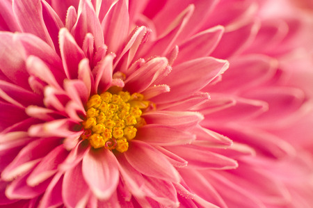 Gentle background with bright pink chrysanthemums close-upの写真素材