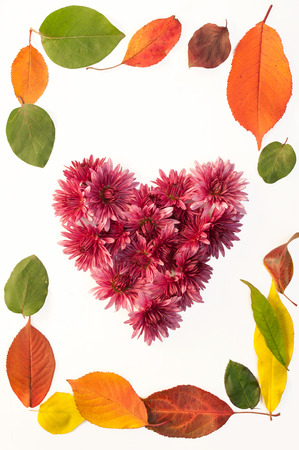Isolated frame with autumn leaves and flowers on a white backgroundの写真素材