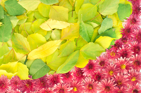 Isolated frame with autumn leaves and flowers on a white backgroundの写真素材