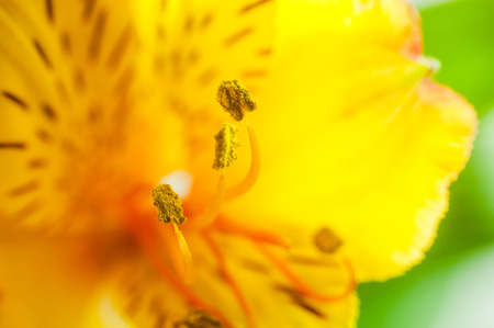 Alstroemeria flower with yellow stamens close up on backgroundの写真素材