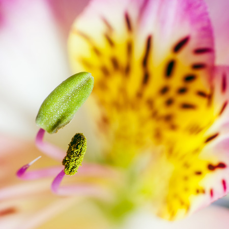 Alstroemeria flower with purple stamens close up on backgroundの写真素材