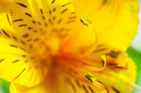 Alstroemeria flower with yellow stamens close up on backgroundの写真素材