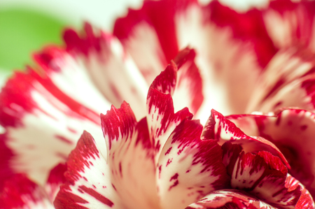 Abstract background with flower petals and leavesの写真素材