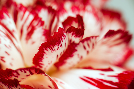Abstract background with flower petals and leavesの写真素材