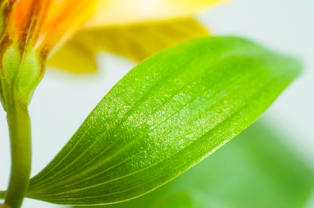 Abstract background with flower petals and leavesの写真素材