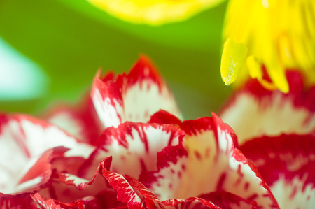 Abstract background with flower petals and leavesの写真素材