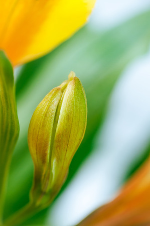 Abstract background with flower petals and leavesの写真素材