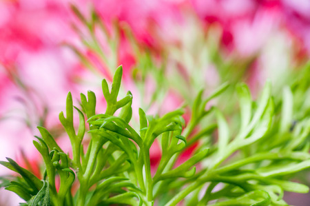 Abstract background with flower petals and leavesの写真素材