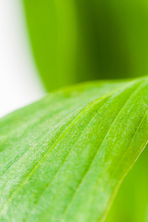 Green leaves on a white background closeupの写真素材