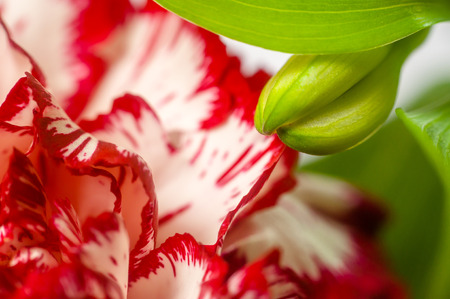 Abstract background with flower petals and leavesの写真素材