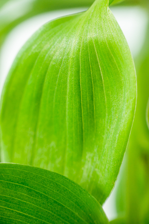Green leaves on a white background closeupの写真素材
