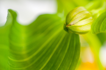 Abstract background with flower petals and leavesの写真素材