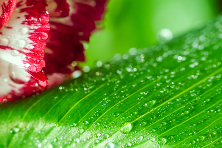 Abstract background with flower petals and leavesの写真素材