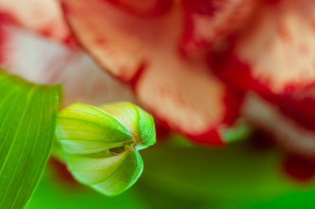 Abstract background with flower petals and leavesの写真素材