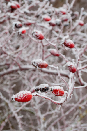 Rosehip sprinkled with snow in winter .の写真素材