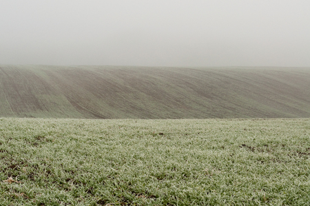 A young green wheat in the field .の写真素材