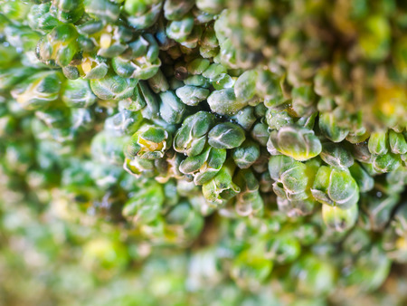 Green broccoli macro texture, real close up