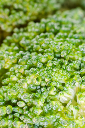 Green broccoli macro texture, real close upの写真素材