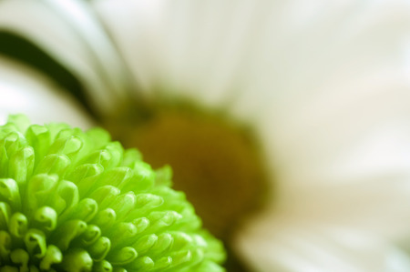 Daisies with white and green chrysanthemum petals closeup .の写真素材