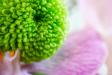 Green chrysanthemum close up among flowers .の写真素材