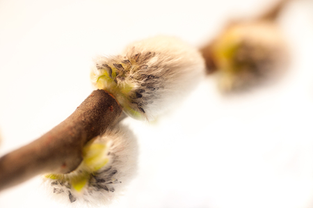 Blossom of willow close-up. Isolated on white background.の写真素材