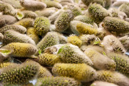 Background texture of willow blossom. A large number of buds.