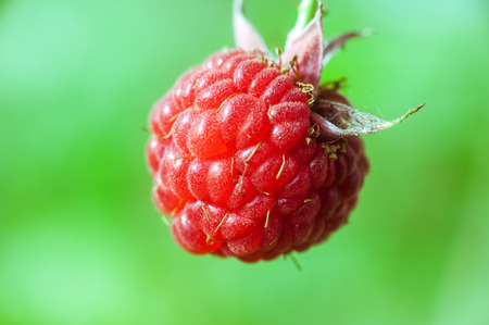 Red raspberries closeup on a green background .の写真素材