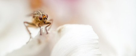 Harmful insect parasite on white petal closeup.