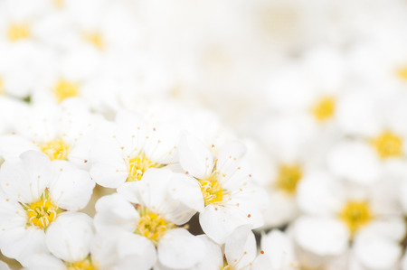 Background with a large group of wild jasmine.
