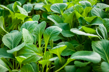 Green leaves of young seedlings of cabbage closeup.