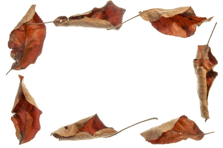 Rectangular frame with dry red leaves isolated on white background .